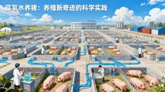 富氫水養(yǎng)豬：養(yǎng)殖新奇跡的科學實踐